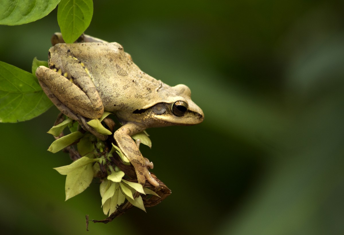 Polypedates maculatus