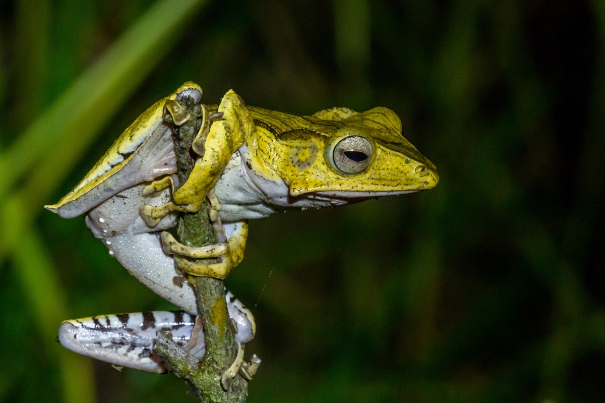 Polypedates otilophus