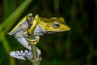 Polypedates otilophus
