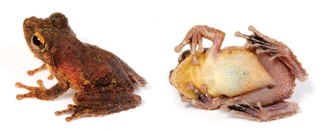 Kurixalus appendiculatus