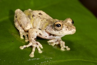 Kurixalus eiffingeri