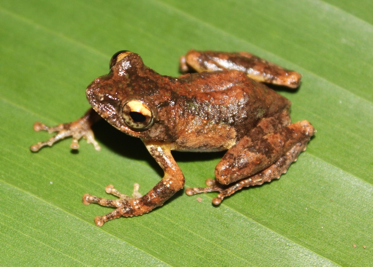 Kurixalus odontotarsus