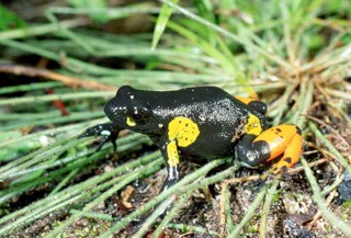 Mantella cowanii