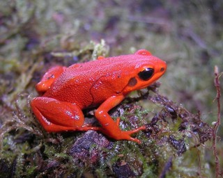 Mantella milotympanum