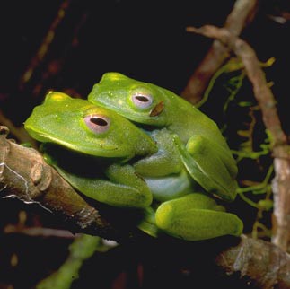 Boophis luteus