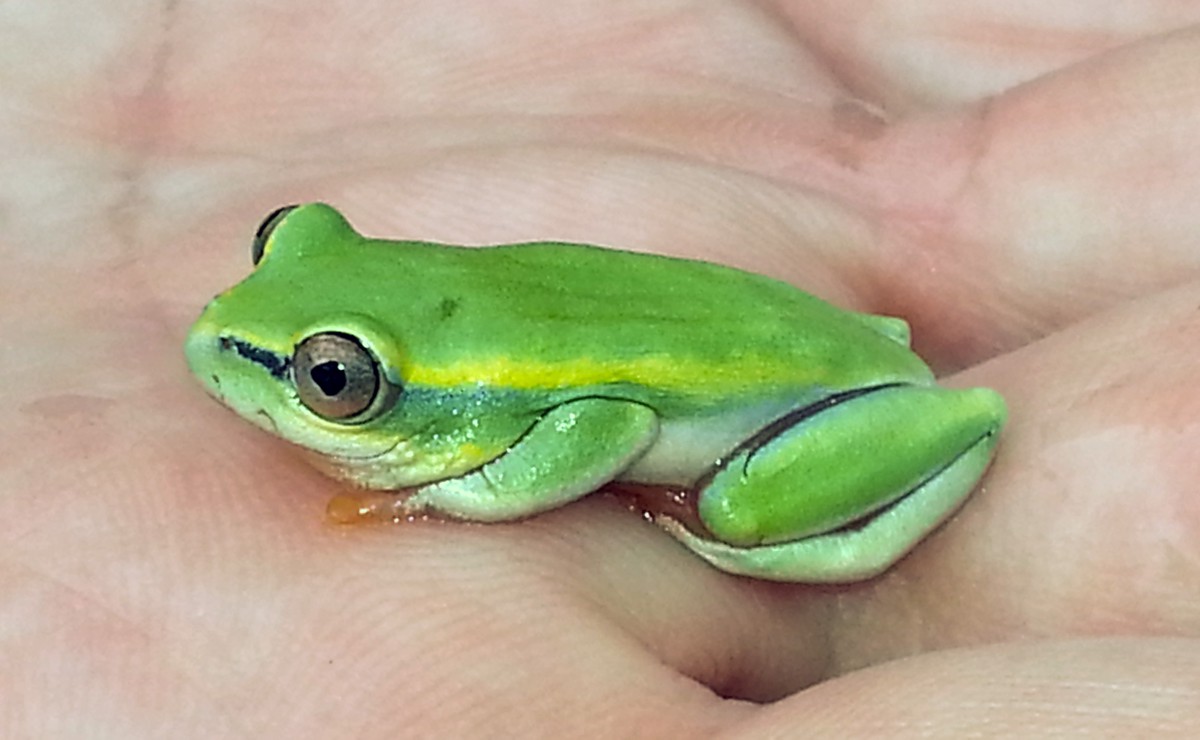 Boophis tephraeomystax