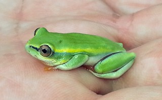 Boophis tephraeomystax