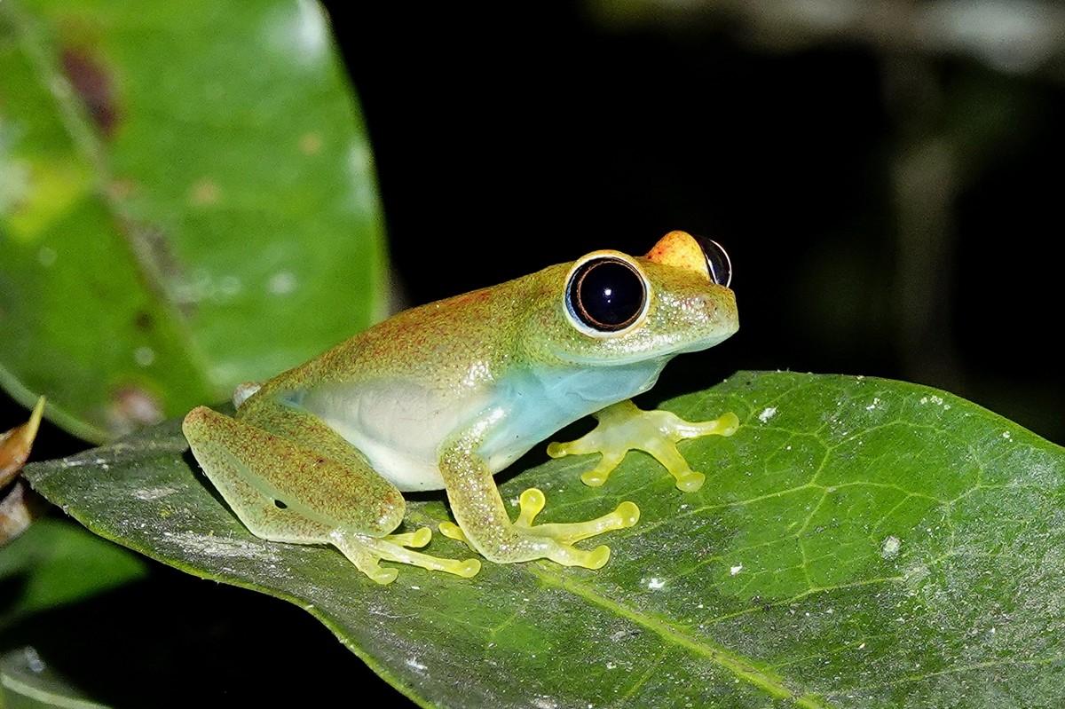 Boophis viridis