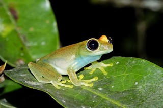 Boophis viridis