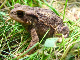 Bufo bufo