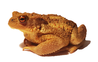 Bufo spinosus