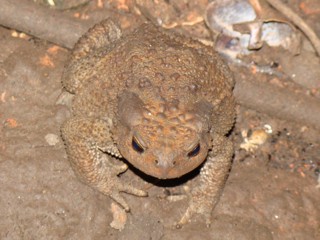 Bufo verrucosissimus