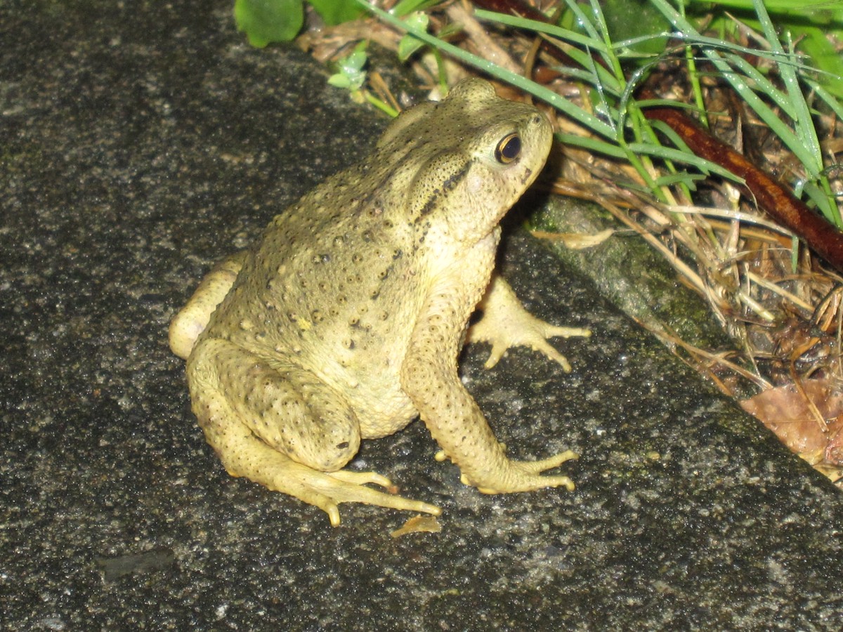 Bufo bankorensis