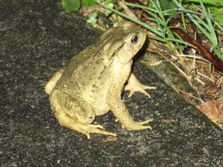 Bufo bankorensis