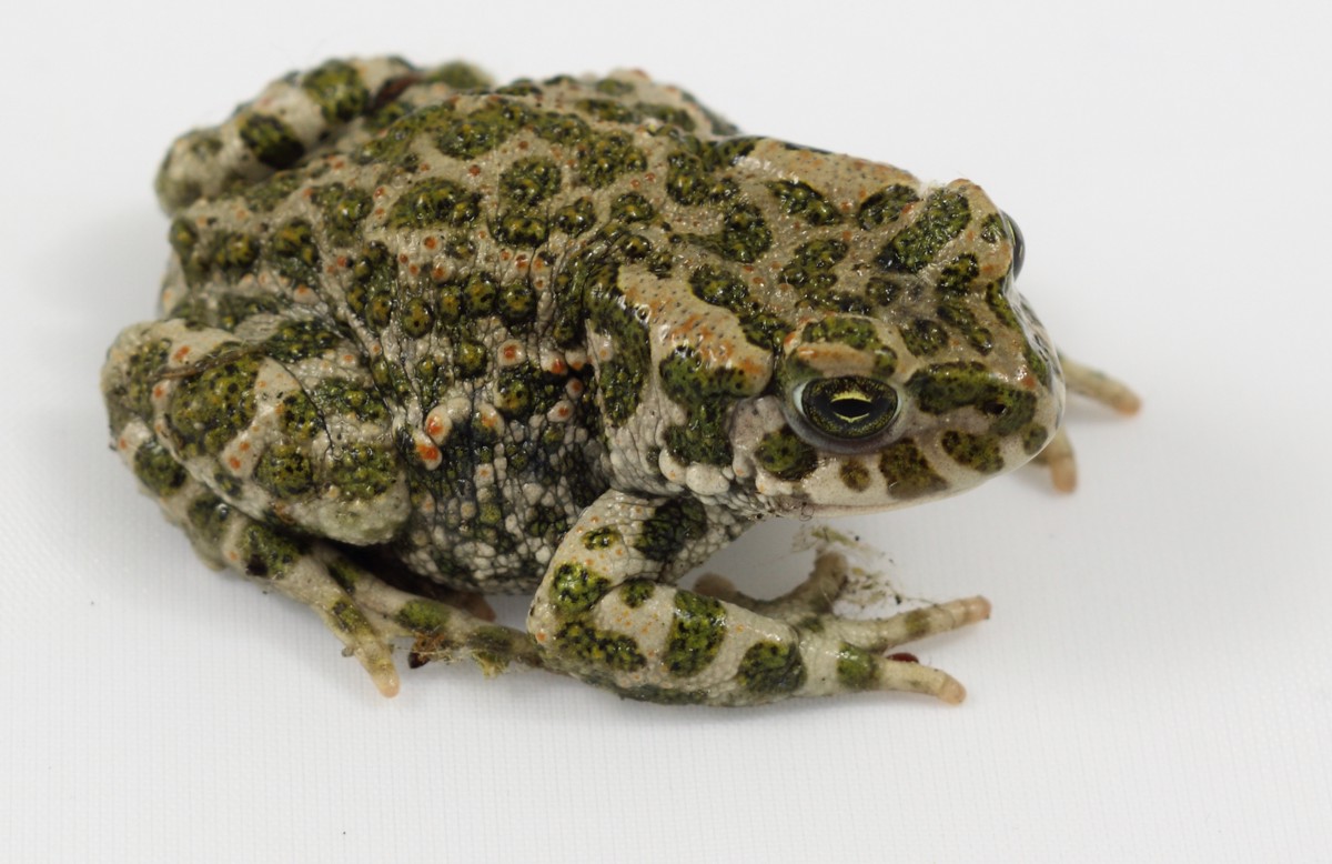 Bufotes viridis
