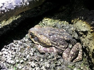 Rhinella horribilis