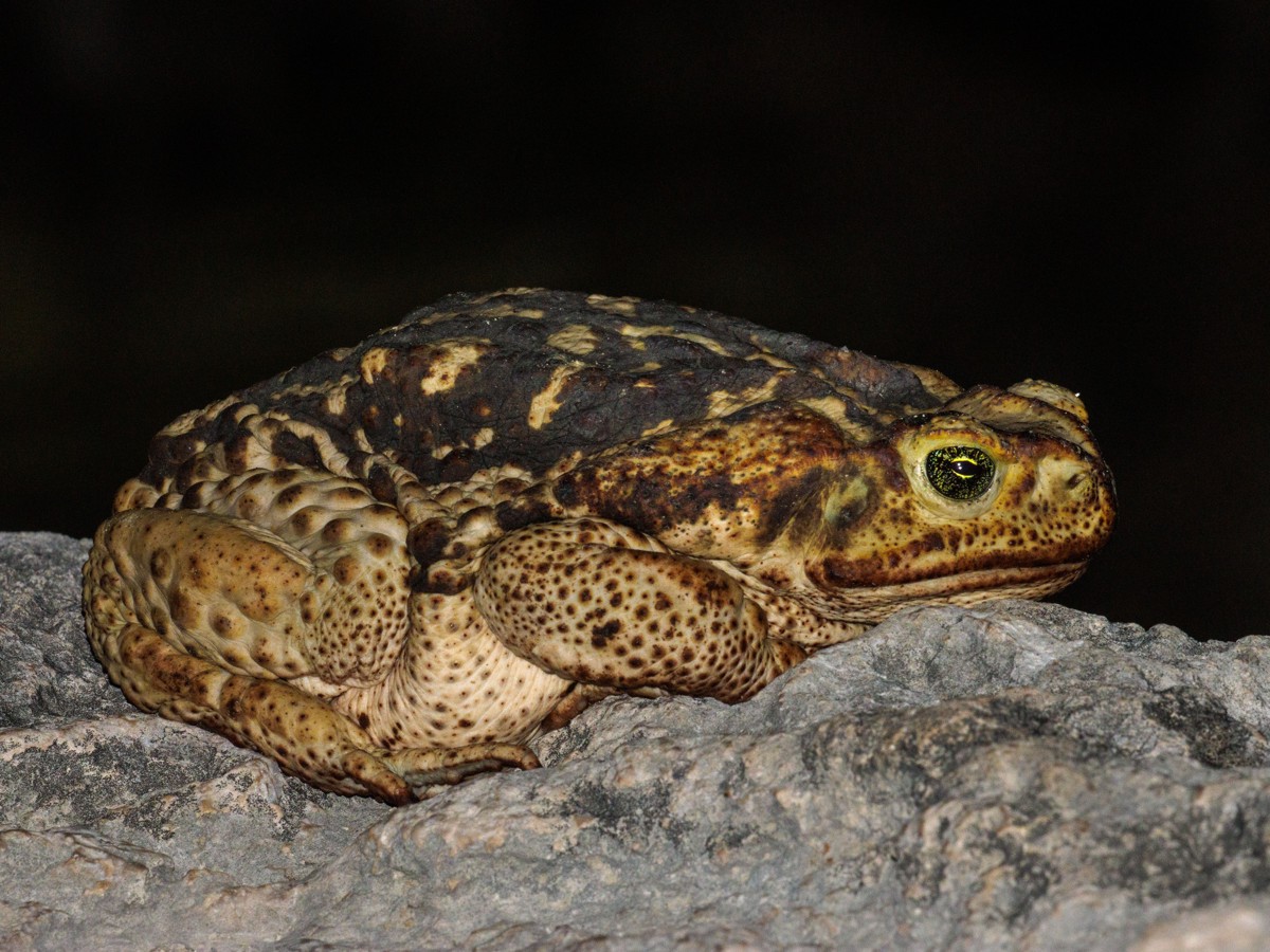 Rhinella diptycha