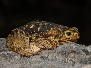 Rhinella diptycha