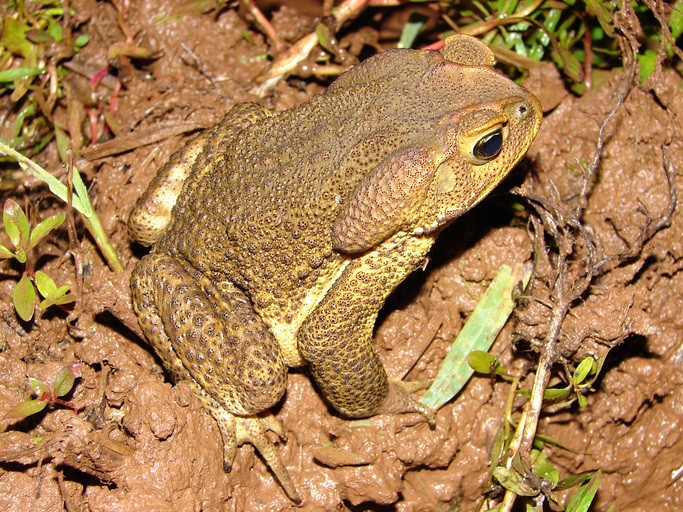 Rhinella icterica
