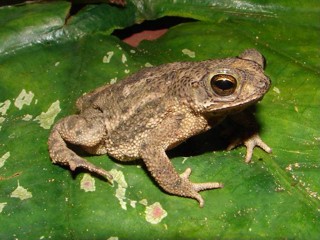 Rhinella granulosa