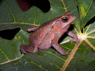 Rhinella margaritifera