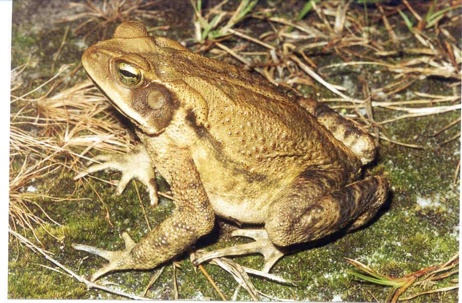 Rhinella rubescens
