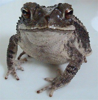 Incilius valliceps