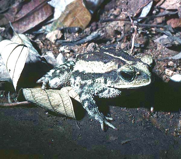Incilius luetkenii