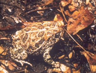 Anaxyrus cognatus