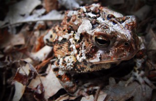 Anaxyrus fowleri