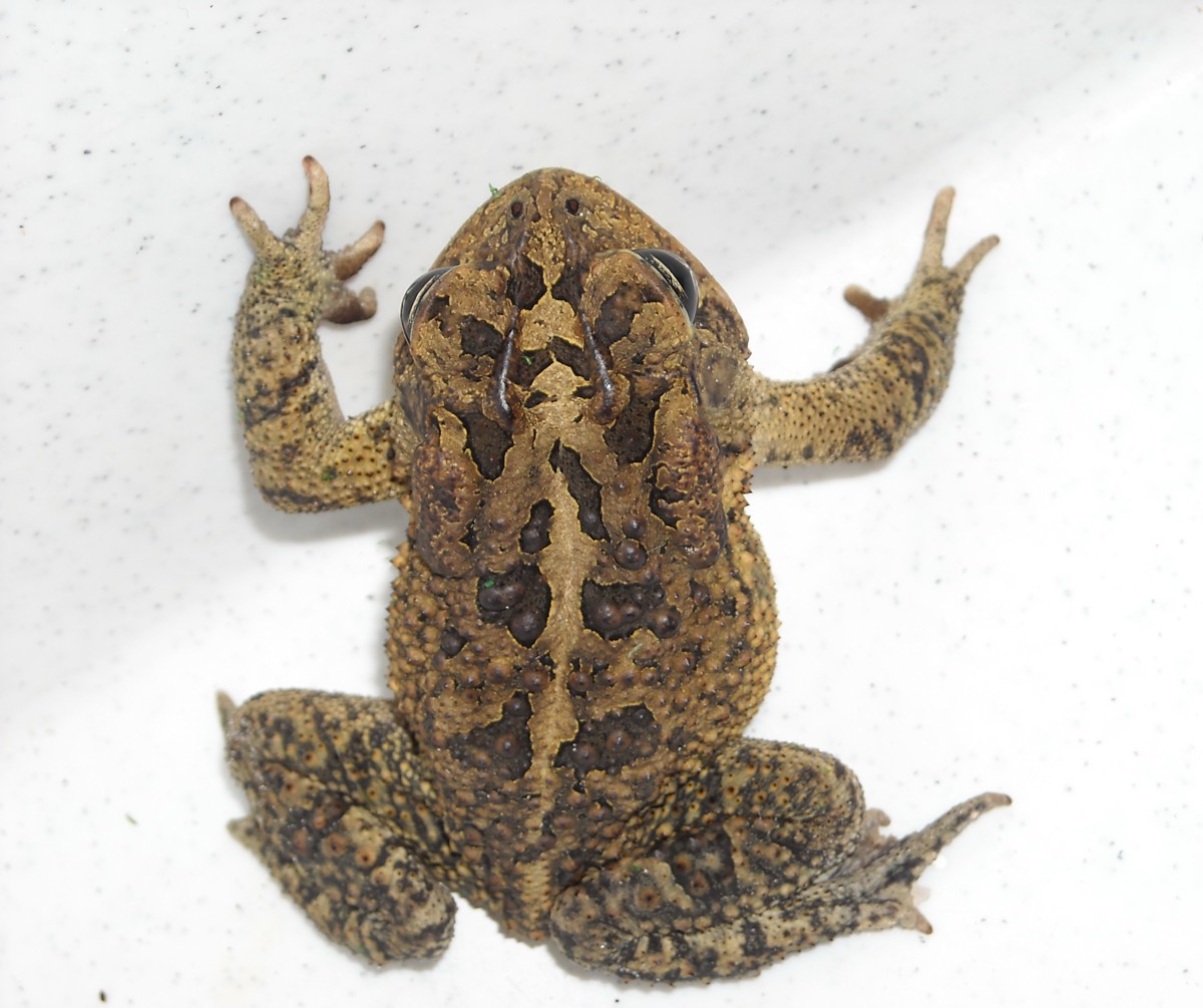 Anaxyrus terrestris