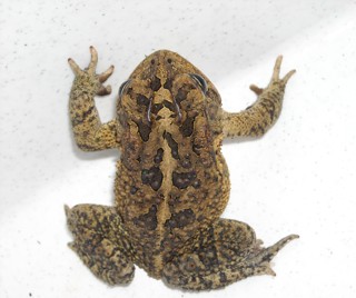 Anaxyrus terrestris