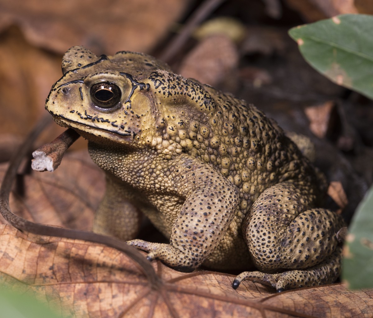 Duttaphrynus melanostictus