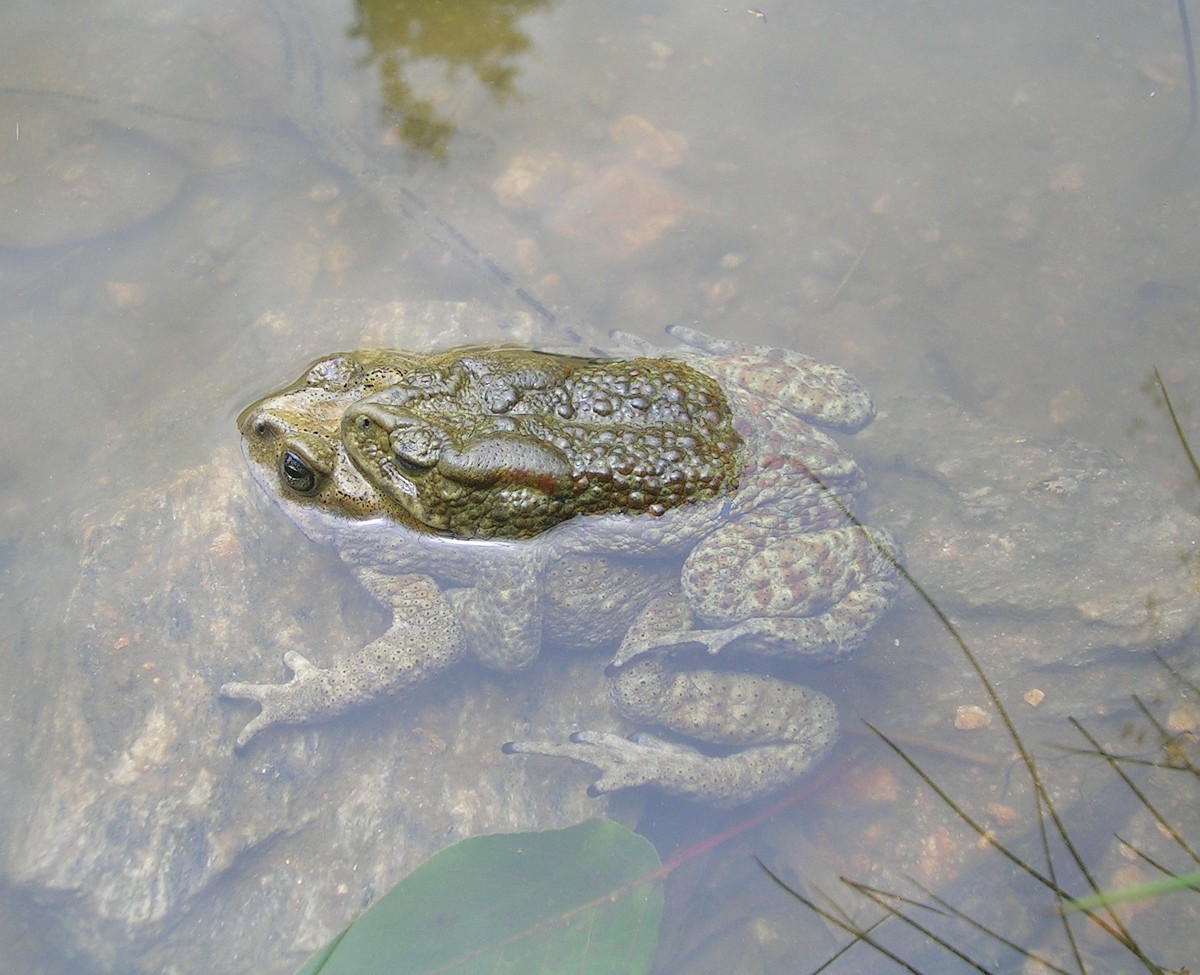 Duttaphrynus himalayanus