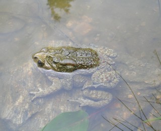 Duttaphrynus himalayanus
