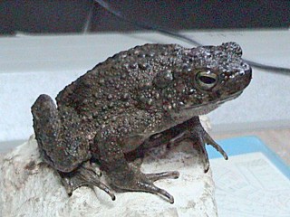 Phrynoidis asper