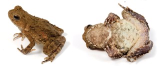 Phrynoidis juxtasper