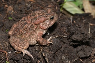 Sclerophrys gutturalis