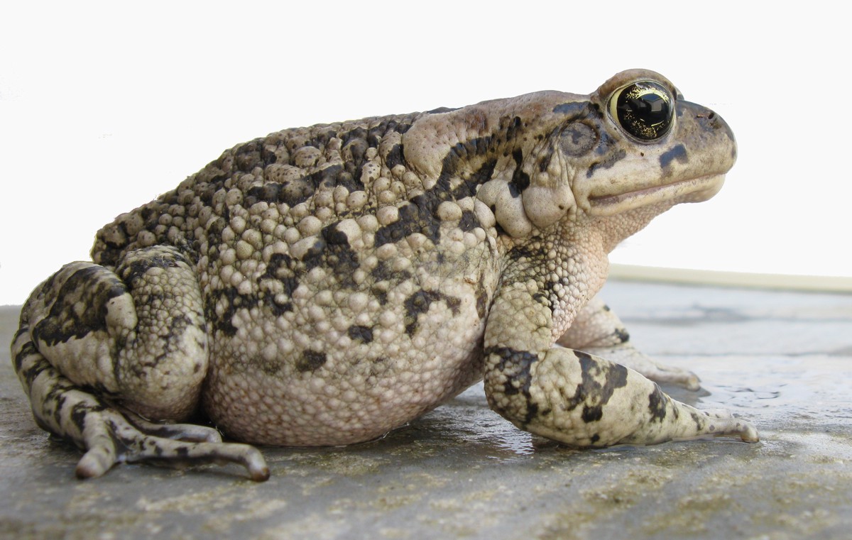 Sclerophrys capensis