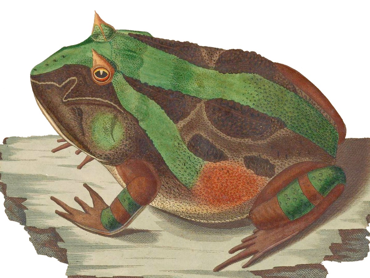 Ceratophrys aurita