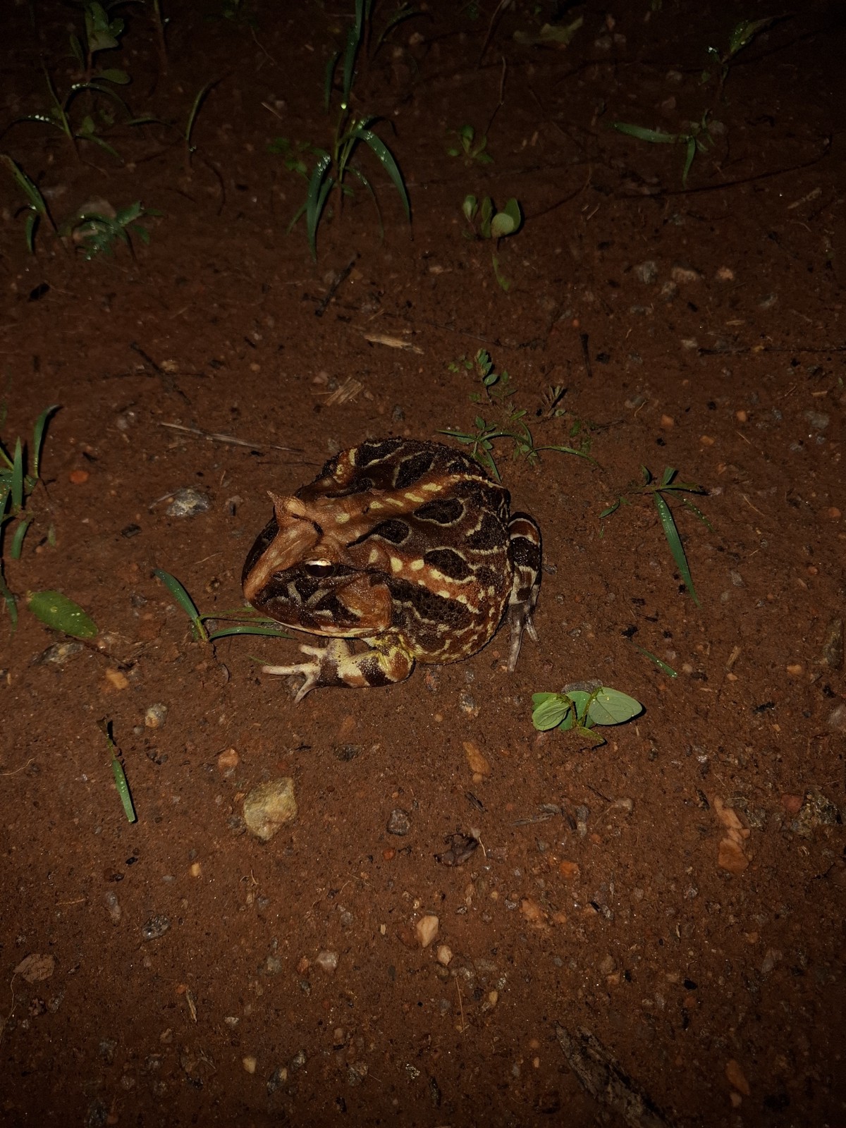 Ceratophrys joazeirensis