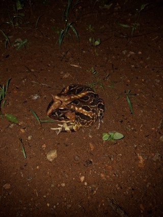 Ceratophrys joazeirensis