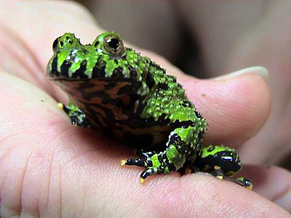 Bombina orientalis
