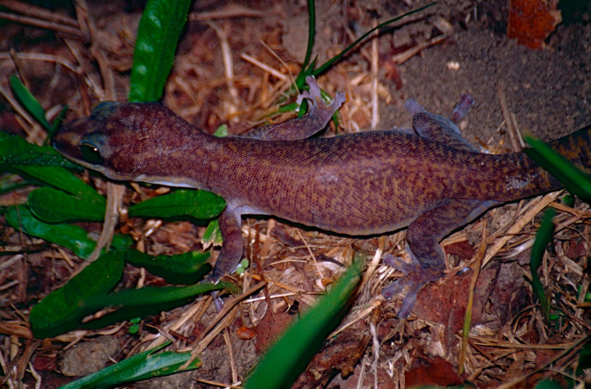 Oedura monilis