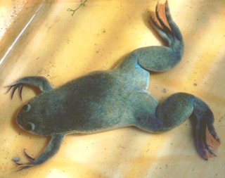 Xenopus laevis