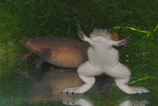 Xenopus tropicalis
