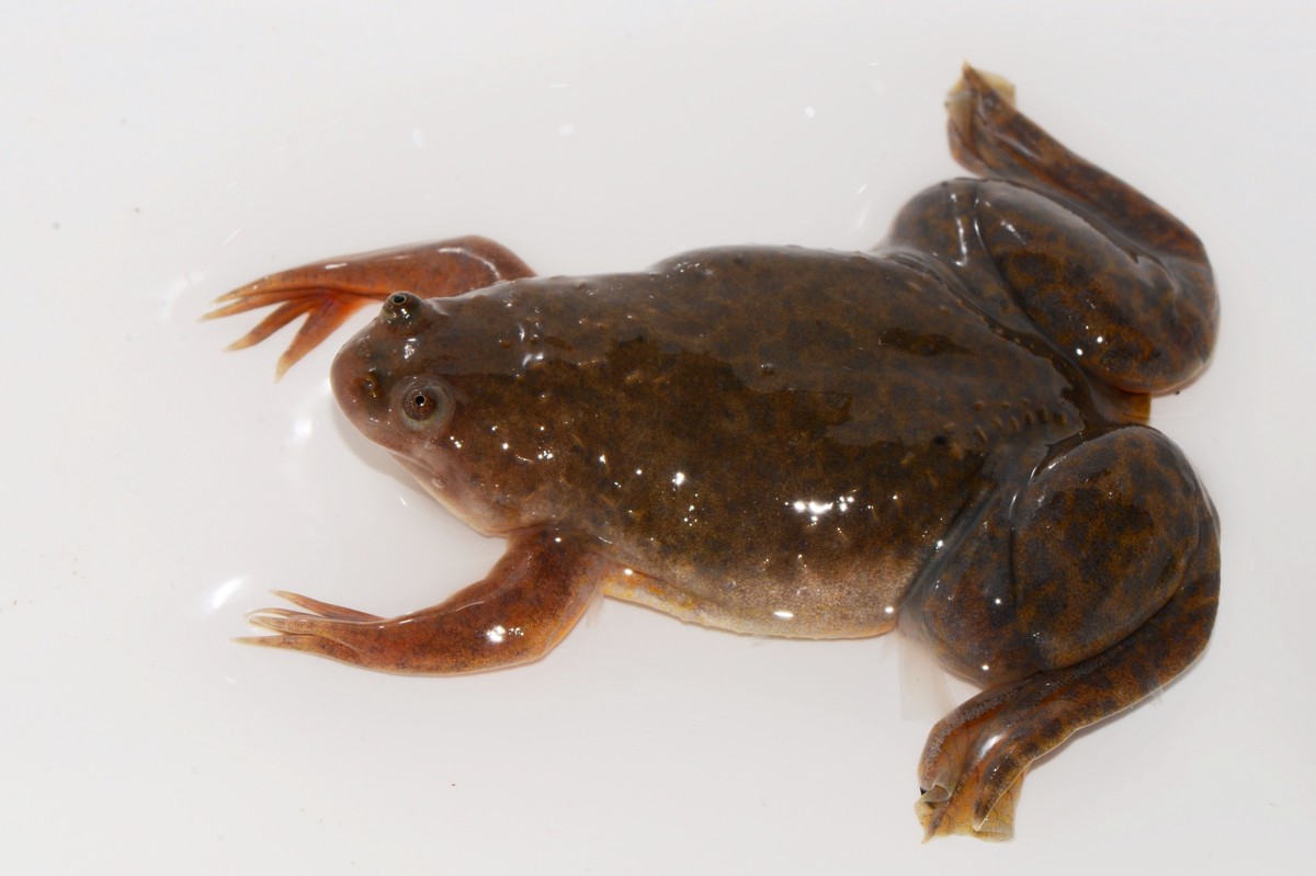 Xenopus borealis