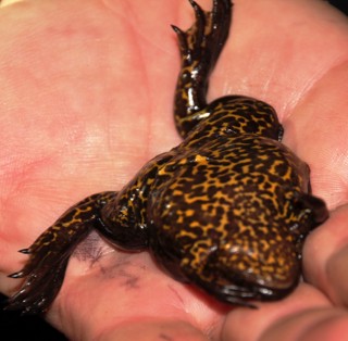 Xenopus gilli