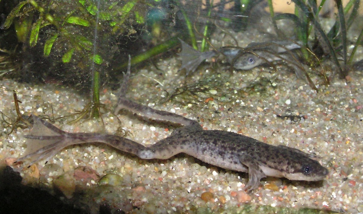 Hymenochirus boettgeri