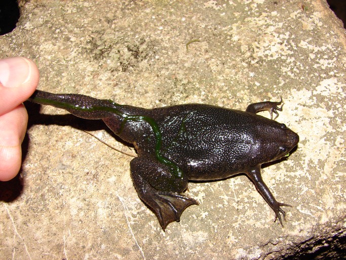 Pipa carvalhoi